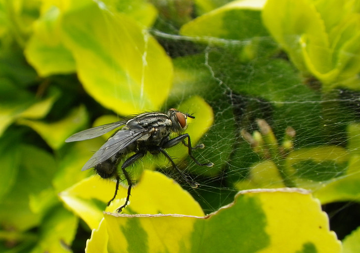makro, terbang, serangga, Cobweb