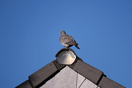 鸽子, 斑鸠, 鸟, 屋顶, 山墙, 视图, 动物