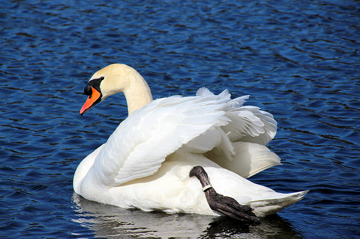 swan, mute swan, cygnus olor, water bird, white, elegant, swim