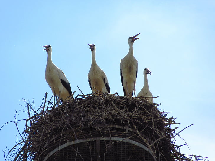 stork, nest, bird, alsace