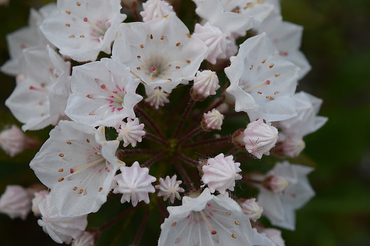 Kalmia Latifolia elf, Blume, weiß, Mountain laurel