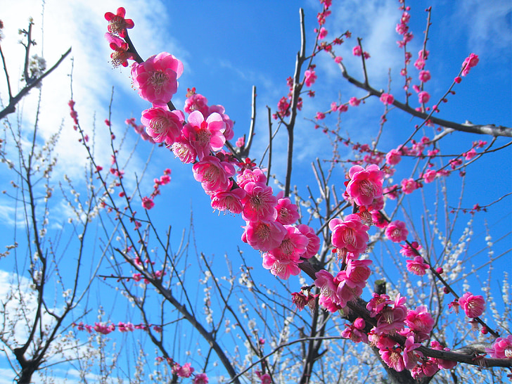 peach, pink, peach blossom, soga plum, odawara, blue sky, blue