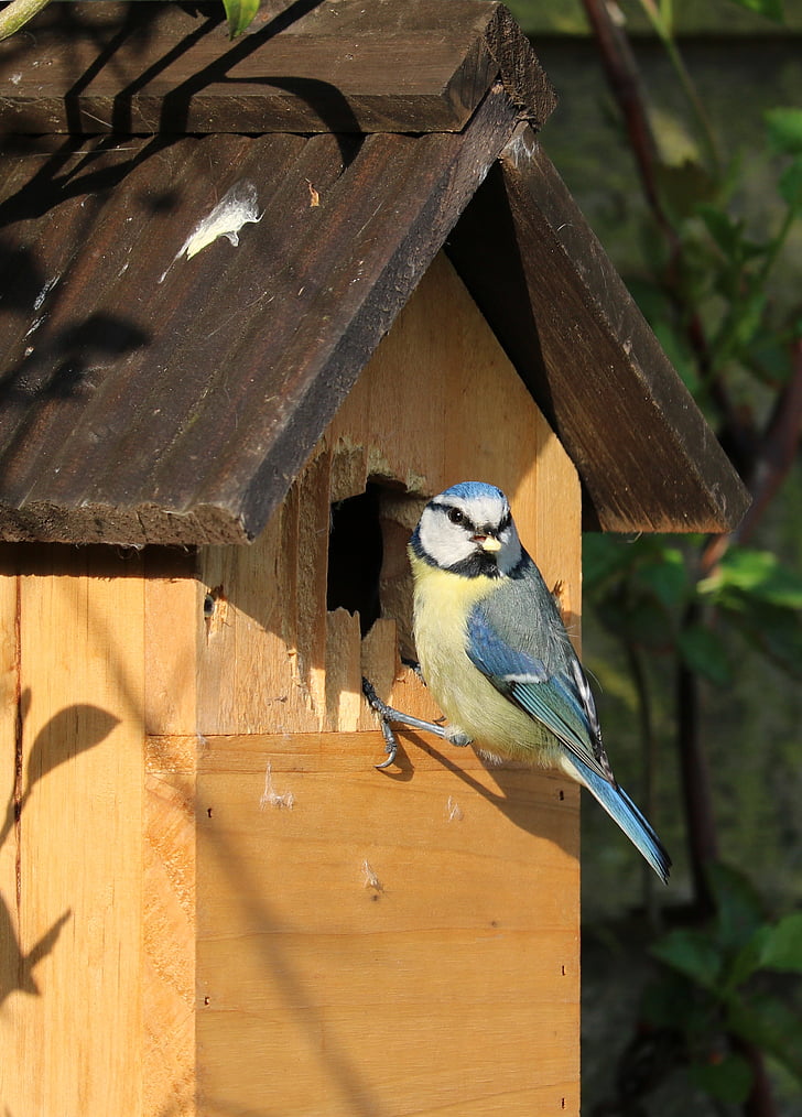 blue tit, bird, caterpillar, bird box, bird house