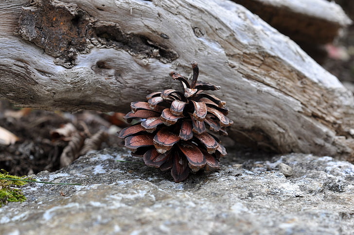 pine cones, tap, nature, macro