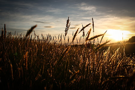 поле, небе, слънце, изгрев, залез, пшеница, растеж