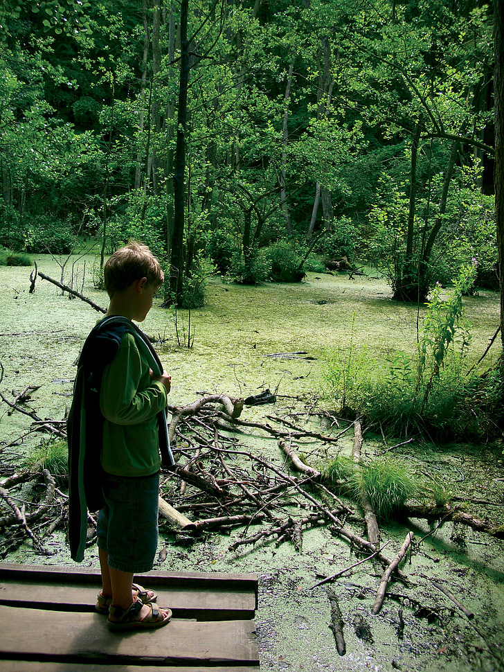 nature, see, child, marvel, forest, plant, moor