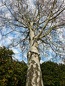 birch, tree, deciduous tree, garden tree, nature, tribe, aesthetic