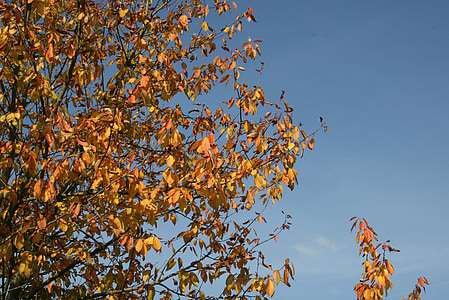 秋, ツリー, 葉, 黄金色の秋, 空, リーフ, 自然