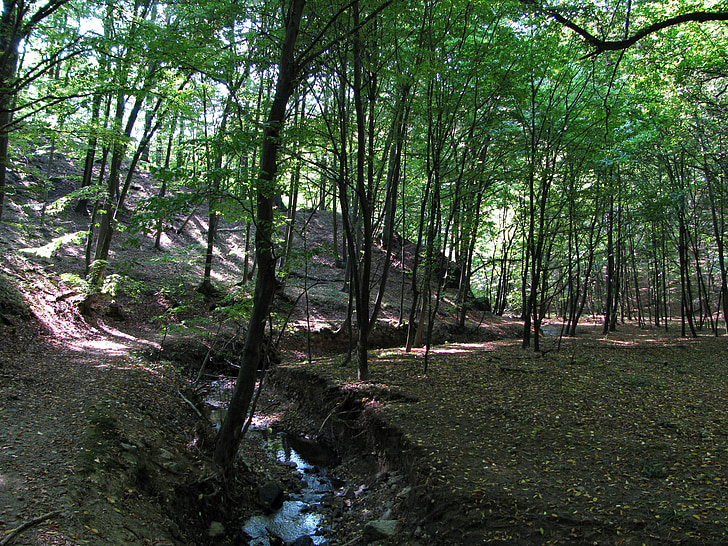 lasu, drewno, drzewa, Brook, ekologia, środowisko, krajobraz