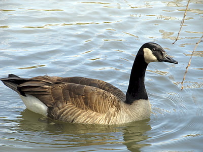 canadian goose, swimming, lake, pond, water, branta canadensis, elegant