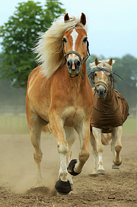 dyr, hest, heste, dyr, pony, brun, natur