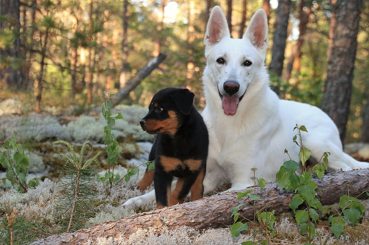 Rottweiler, filhote de cachorro, cães, cão pastor, Branco, cão de pastor branco, floresta