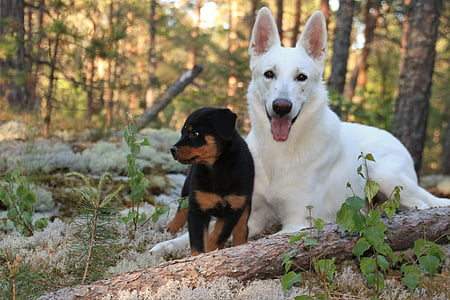 Rottweiler, cachorro, perros, Pastor, Blanco, perro Pastor blanco, bosque