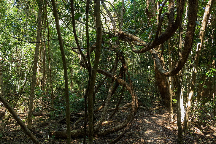 Jungle, Metsä, polku, Australia