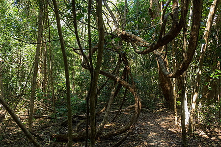 jungle, skov, sti, Australien