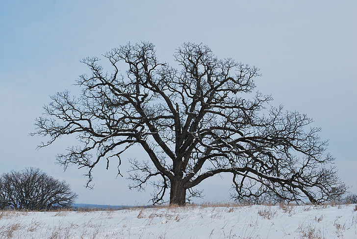 Eken, vinter, snö, träd, Oak, siluett