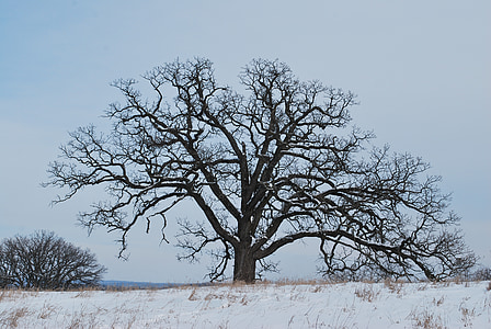 dub, zimné, sneh, strom, dub, silueta