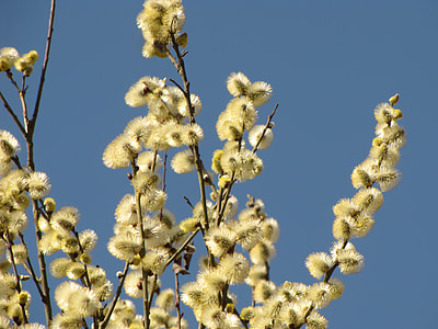 willow, the basis of, spring, nature