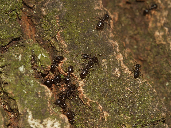 owad, mrówki, ANT błyszczący
