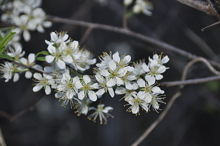 꽃, 하얀, 자연, 흰 꽃, 봄, 블 룸, 꽃
