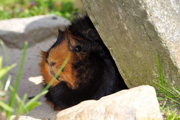 guinea pig, animal, rodent, nager, meadow, brindle, rosette