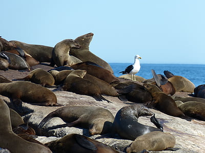 Sydafrika, Robbe, sæler, pattedyr, Hout bay, Kap-halvøen, natur