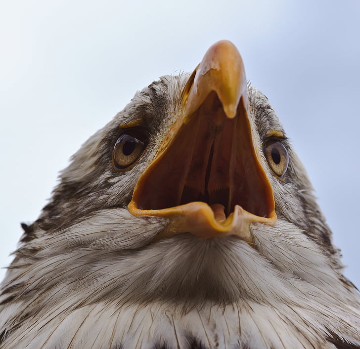 Bald eagle, Adler, pasăre, pasăre de pradă, vulturul alb cu coada, păsări răpitoare, închide