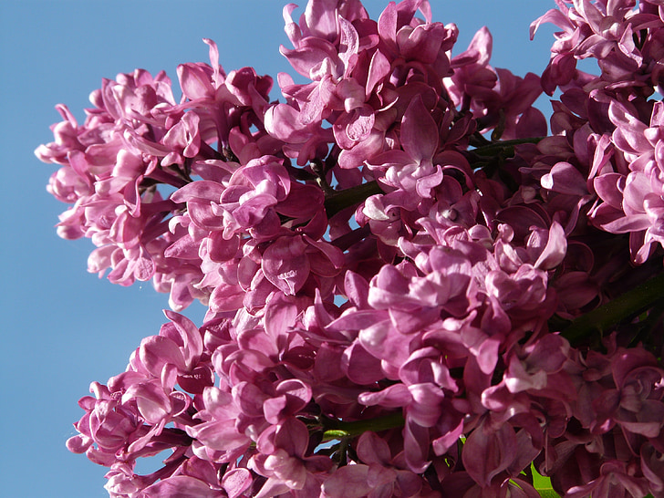 lila, Lilà comú, arbust ornamental, arbust, planta, violeta, flor