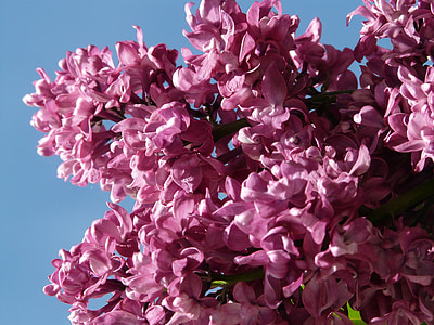 liliac, Liliac comun, arbust ornamental, Bush, plante, violet, floare