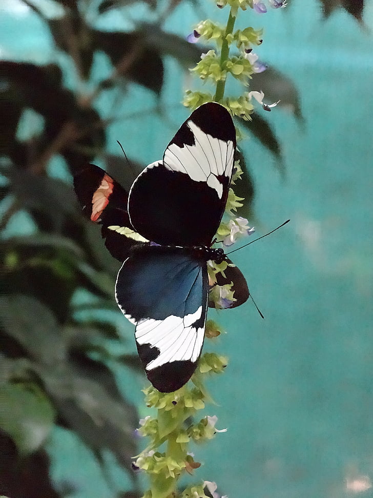 metulj, črna, bela, narave, insektov, metulj - insektov, živali krilo