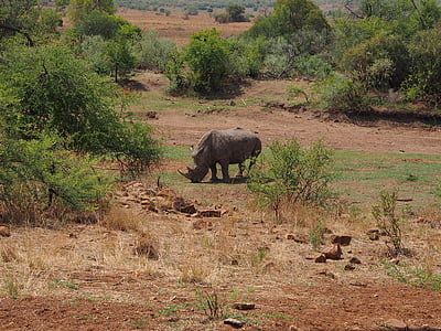 코뿔소, 남아프리카 공화국, pilanesberg, 사파리, 아프리카