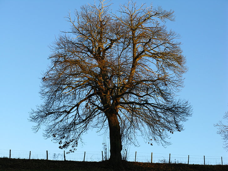 arbre, châtaignier, hiver, pas de feuillage, nature, Sky, à l’extérieur