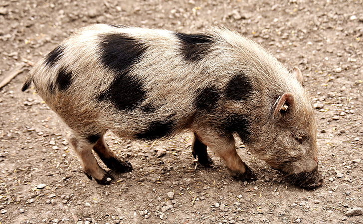 porc en miniatura, animal, porc, porquet, món animal, brut, valent