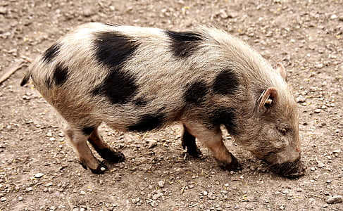 miniature pig, animal, pig, piglet, animal world, dirty, cute