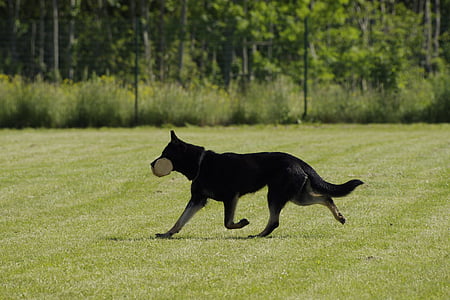 šuo, vokiečių aviganis, nuskaitant, konkurencijos, augintiniai, gyvūnų, grynaveislių šunų