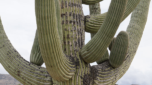 cacto, Arizona, Tucson, jardim de cactos, natureza