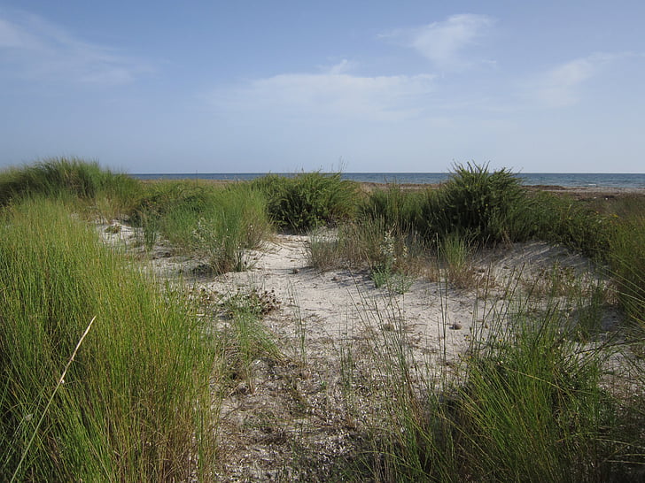 dune, sand, beach, summer, wind, sun, grass