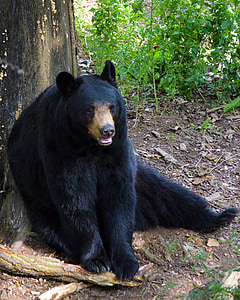 amerykański czarny niedźwiedź, Niedźwiedź, siedząc, ssak, futro, dzikich zwierząt, dziki