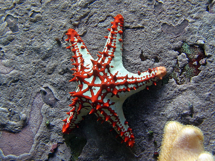 starfish, red, white, meeresbewohner, underwater, red starfish
