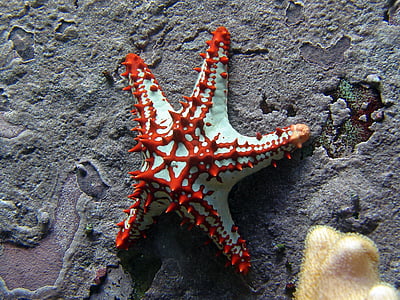estrella de mar, vermell, blanc, meeresbewohner, sota l'aigua, estrella de mar vermella
