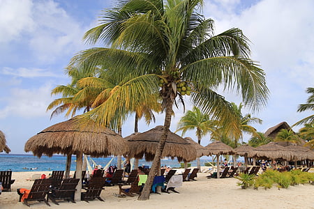 beach, palm, coconut
