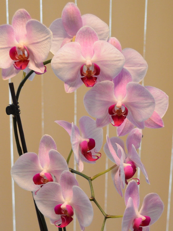 orquídea, -de-rosa, flor, planta, pétala, flor, tropical