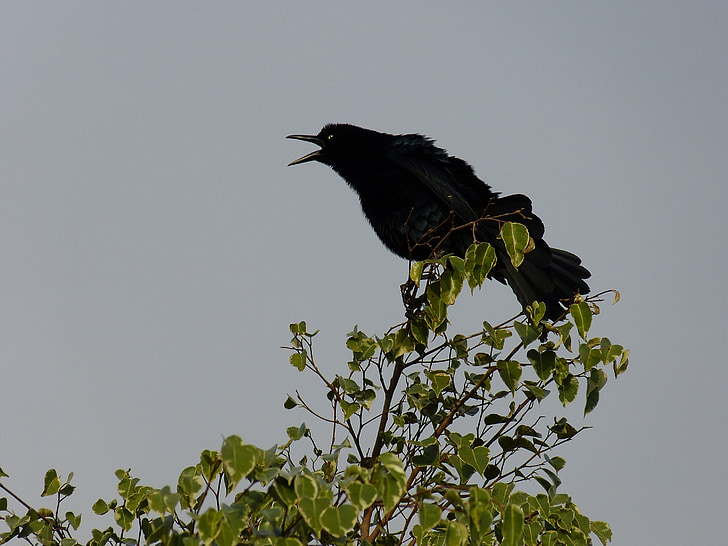 นก, ต้นไม้, สีดำ, เงา, ตอนเย็น, songbird, เรียกเก็บเงิน