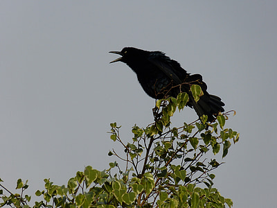 vták, strom, čierna, silueta, večer, Songbird, Bill