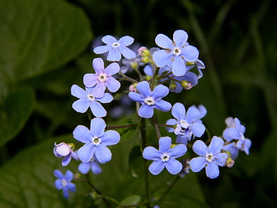 Myosotis, flor, flor de color blau, blau, flor, flors, jardí