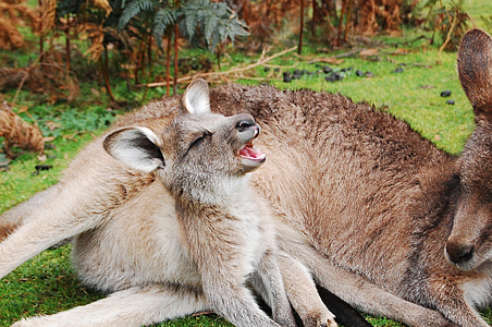canguru, Joey, Wallaby, bebê, bonito, bolsa, mãe