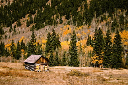 cabin, cabin đăng nhập, rừng, rừng, Thiên nhiên, bị cô lập, mộc mạc