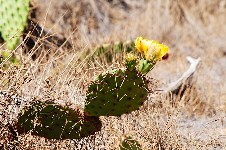 cactus, picos de, flor, caliente, seco, naturaleza, cactus