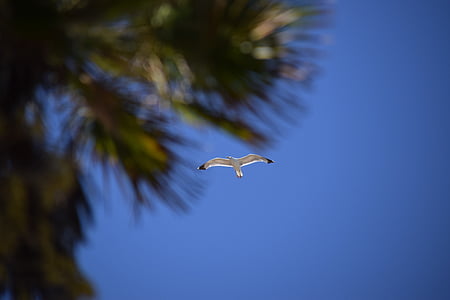 seagull, palm, bird, sky, blue, green, one animal