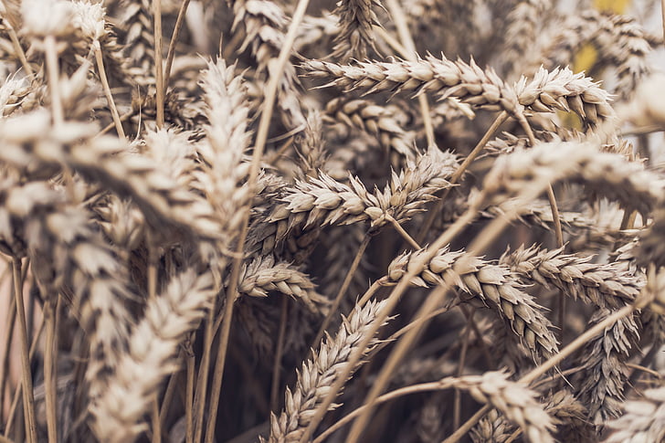 трева, пшеница, зърнени култури, зърно, хранене, Селско стопанство, природата